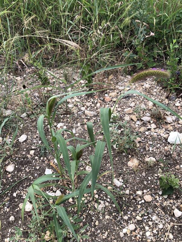 Setaria italica Plant