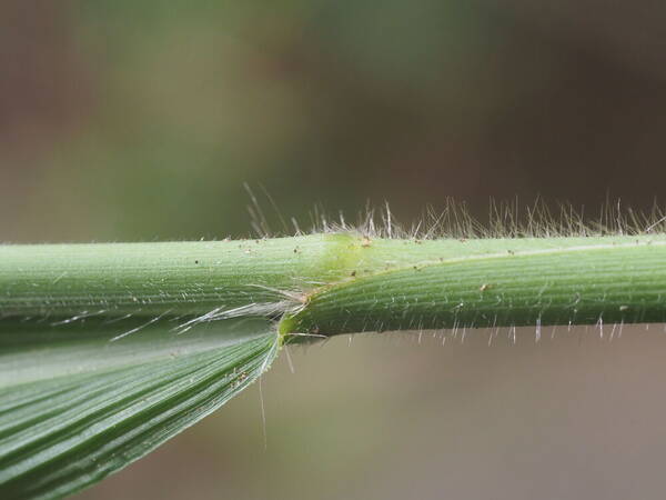 Setaria palmifolia Collar