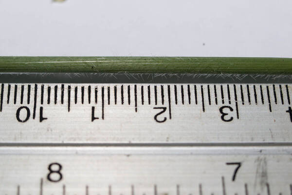 Setaria palmifolia Collar