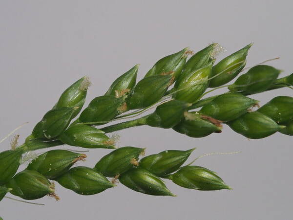 Setaria palmifolia Spikelets