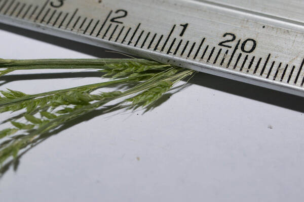 Setaria palmifolia Spikelets