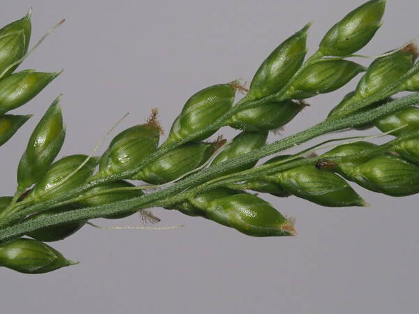 Setaria palmifolia Spikelets