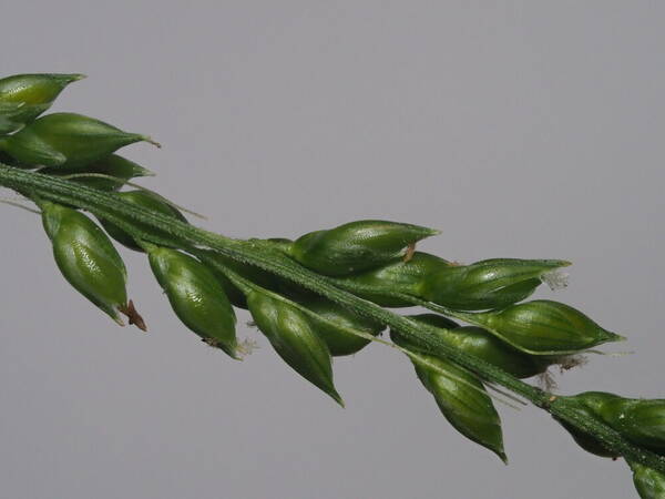 Setaria palmifolia Spikelets