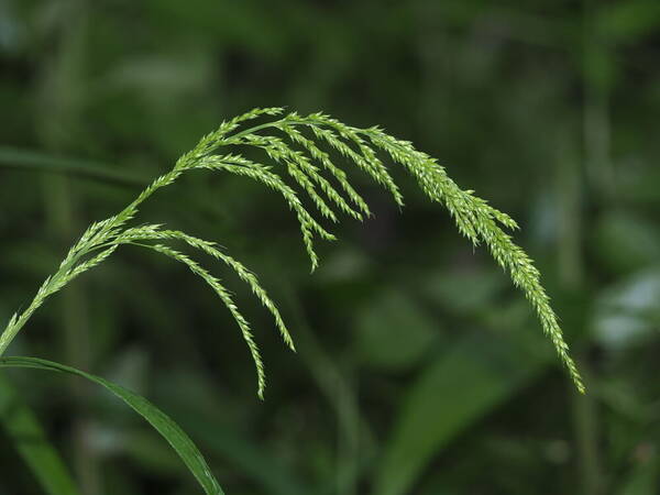 Setaria palmifolia Inflorescence