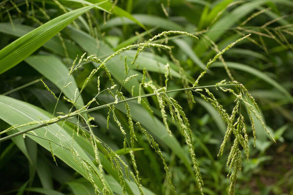 Setaria palmifolia Inflorescence