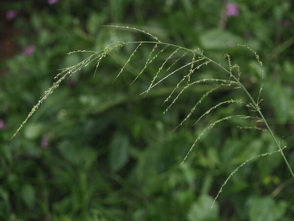 Setaria palmifolia Inflorescence