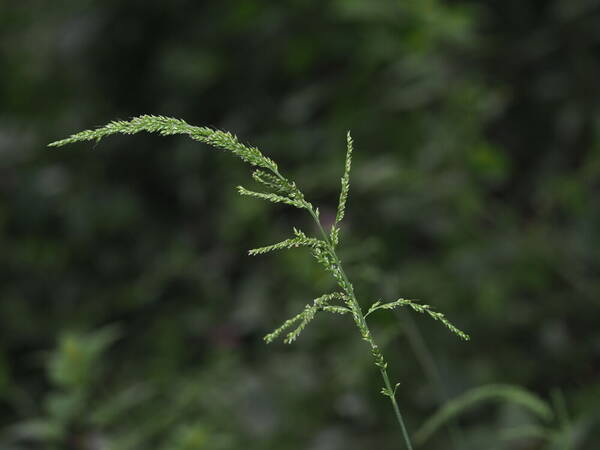 Setaria palmifolia Inflorescence