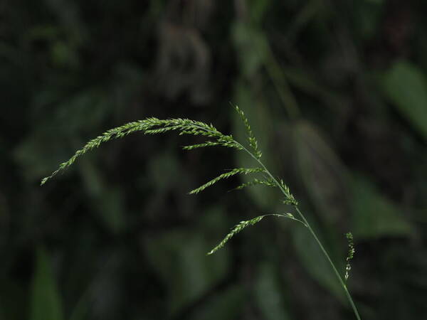 Setaria palmifolia Inflorescence