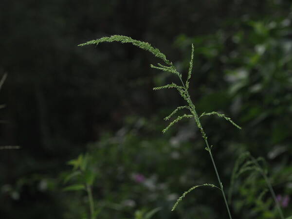 Setaria palmifolia Inflorescence