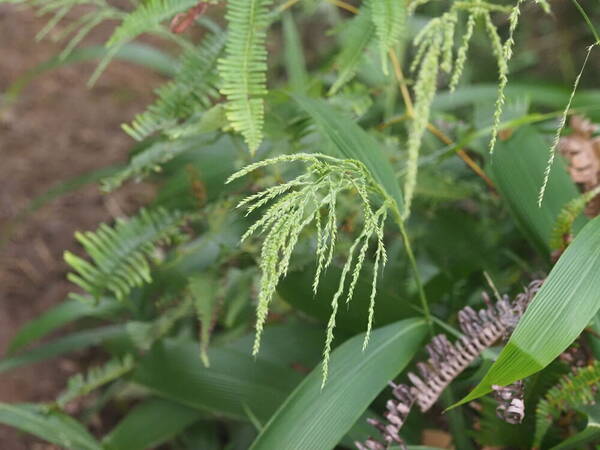 Setaria palmifolia Inflorescence