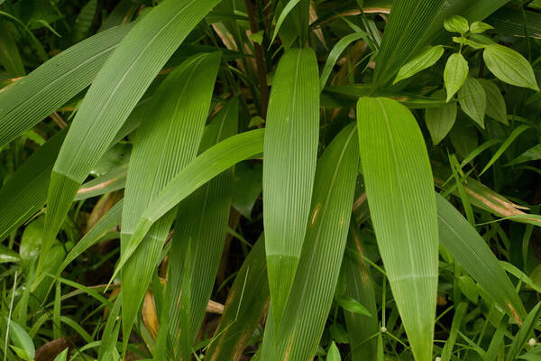 Setaria palmifolia Plant