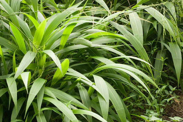 Setaria palmifolia Plant