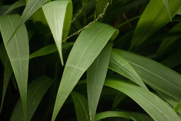 Setaria palmifolia Plant