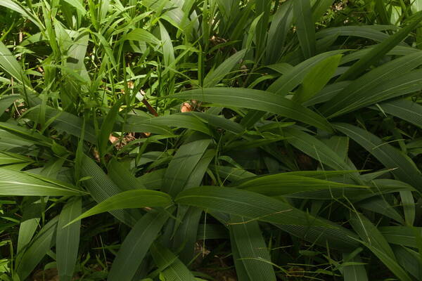 Setaria palmifolia Plant