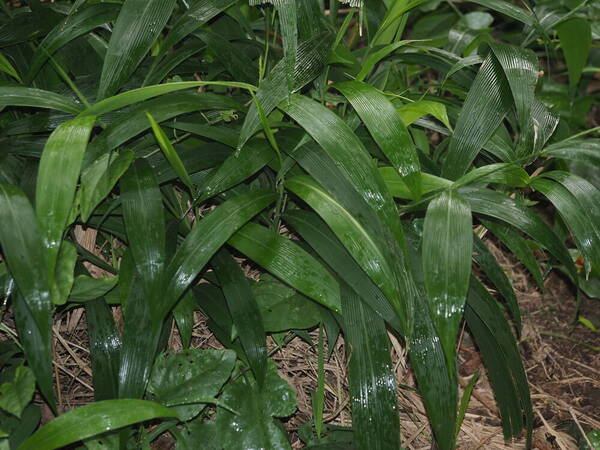 Setaria palmifolia Plant