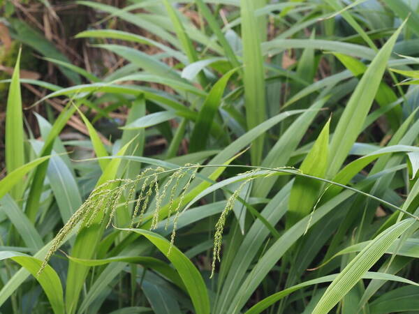 Setaria palmifolia Plant