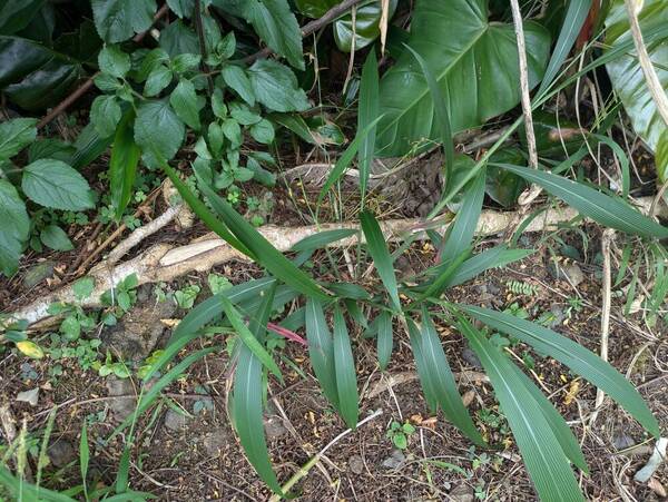 Setaria palmifolia Plant