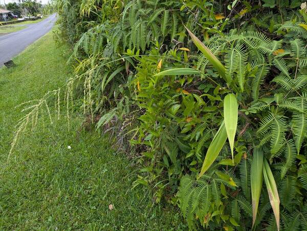 Setaria palmifolia Plant