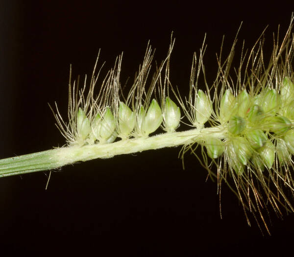 Setaria parviflora Spikelets