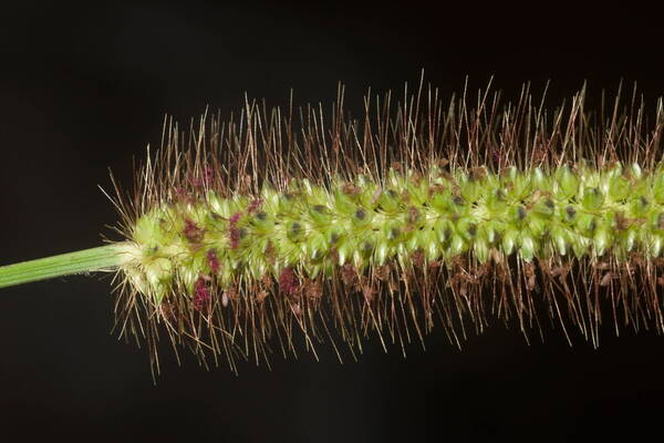 Setaria parviflora Spikelets