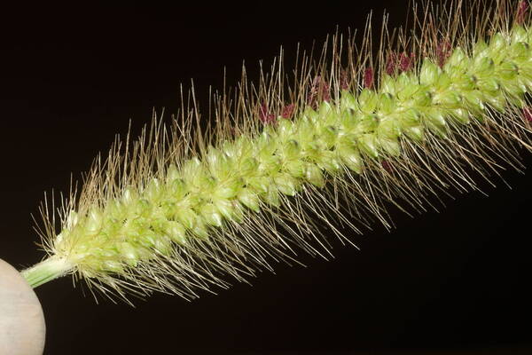 Setaria parviflora Spikelets