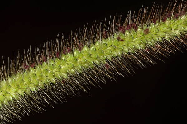 Setaria parviflora Spikelets