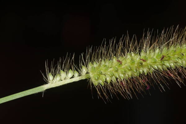 Setaria parviflora Spikelets