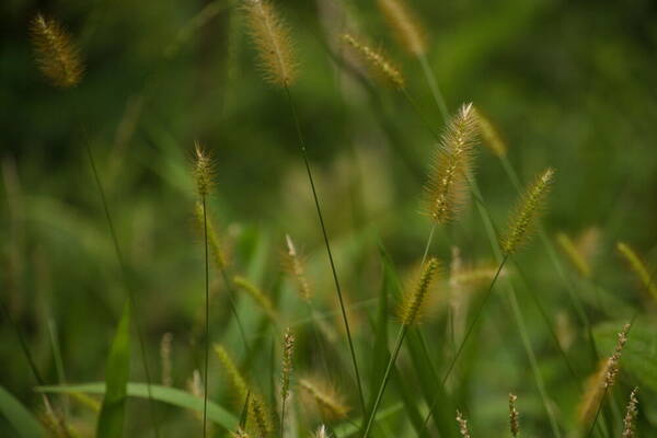 Setaria parviflora Habit