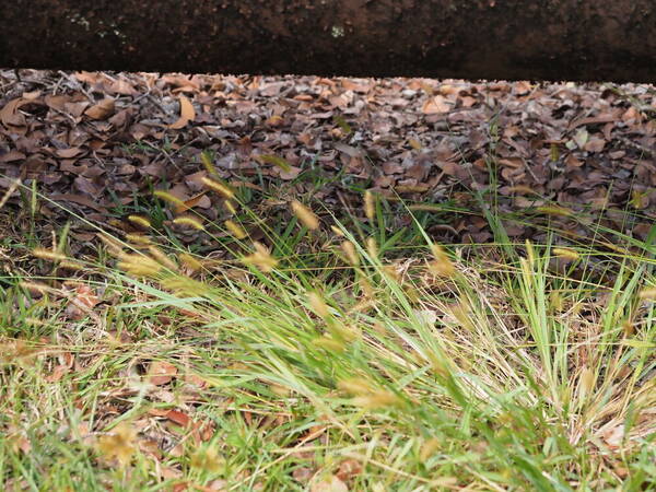 Setaria parviflora Habit