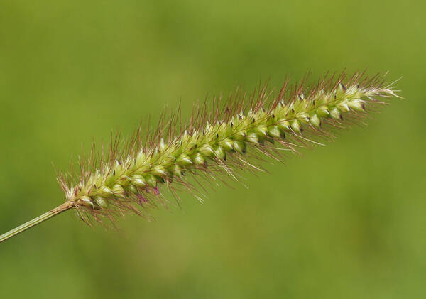 Setaria parviflora Inflorescence