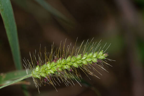 Setaria parviflora Inflorescence