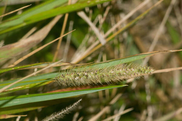 Setaria parviflora Inflorescence