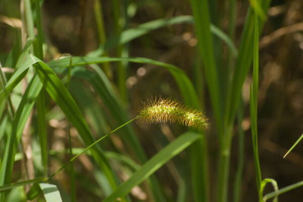 Setaria parviflora Inflorescence