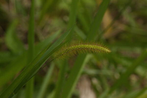 Setaria parviflora Inflorescence