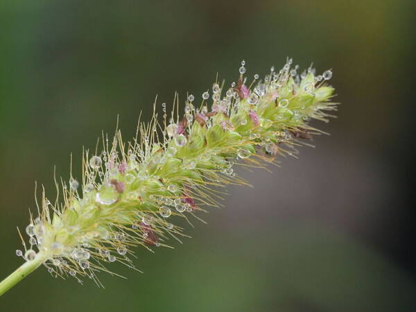 Setaria parviflora Inflorescence