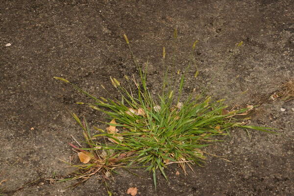 Setaria parviflora Plant