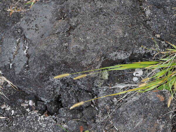 Setaria parviflora Plant