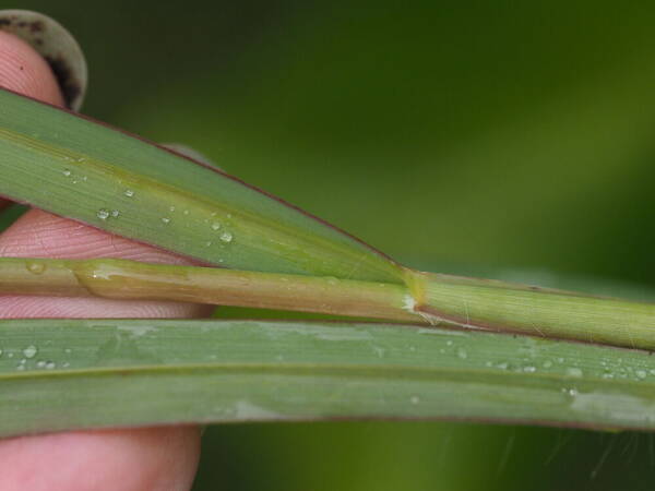 Setaria sphacelata Collar