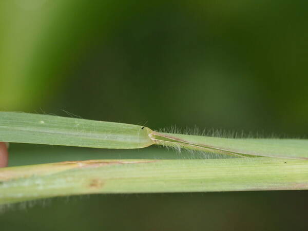 Setaria sphacelata Collar