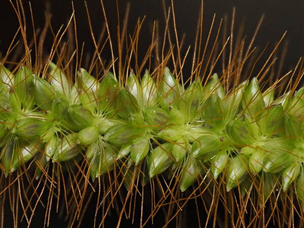 Setaria sphacelata Spikelets