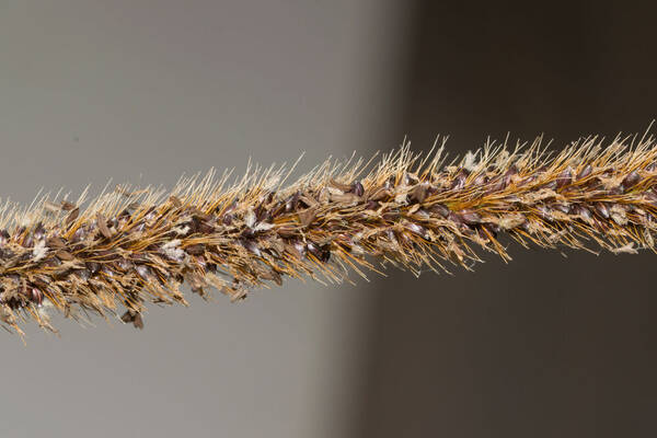 Setaria sphacelata Spikelets