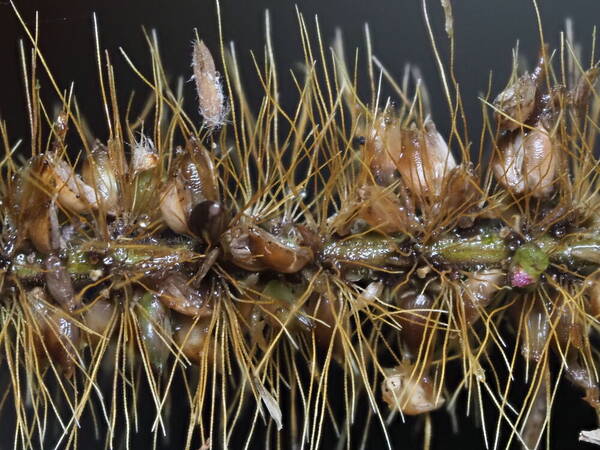 Setaria sphacelata Spikelets