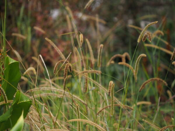 Setaria sphacelata Habit