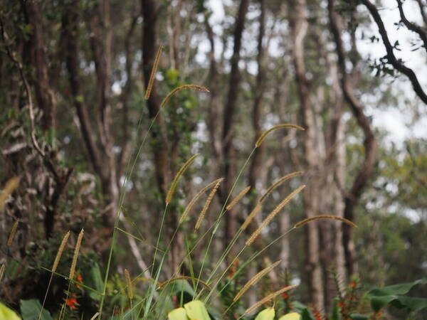 Setaria sphacelata Habit