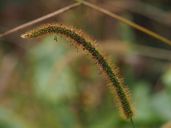 Setaria sphacelata Inflorescence