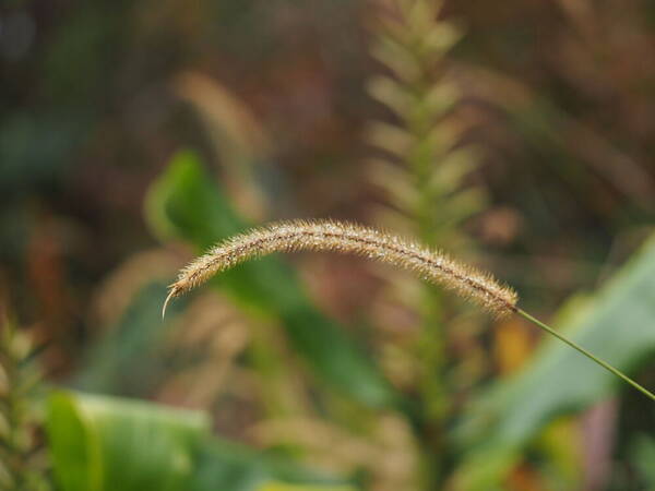 Setaria sphacelata Inflorescence