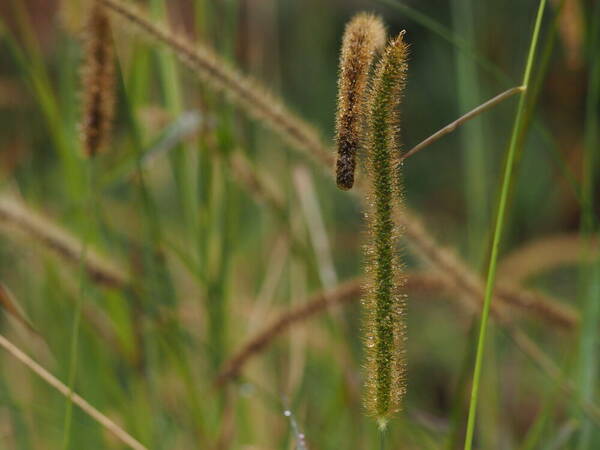 Setaria sphacelata Inflorescence