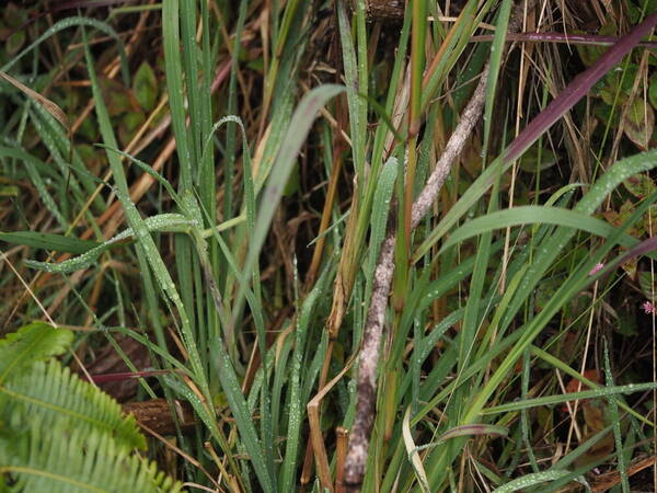 Setaria sphacelata Plant