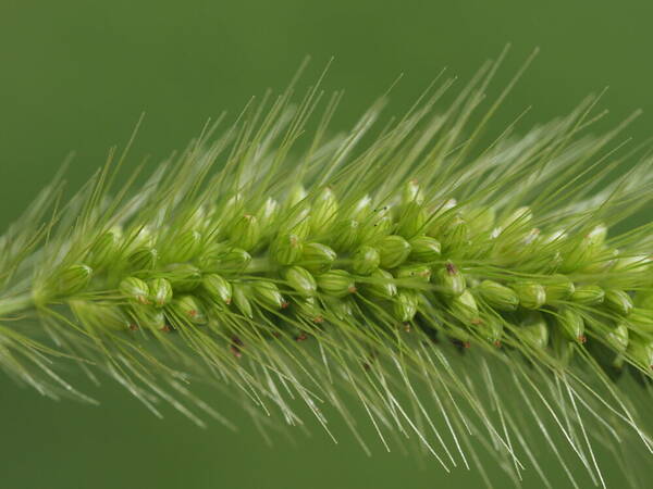 Setaria viridis Spikelets