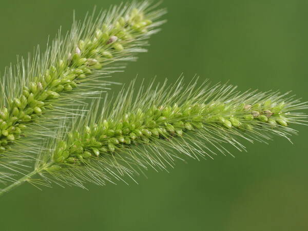 Setaria viridis Inflorescence